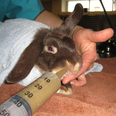 Syringe feeding your rabbit