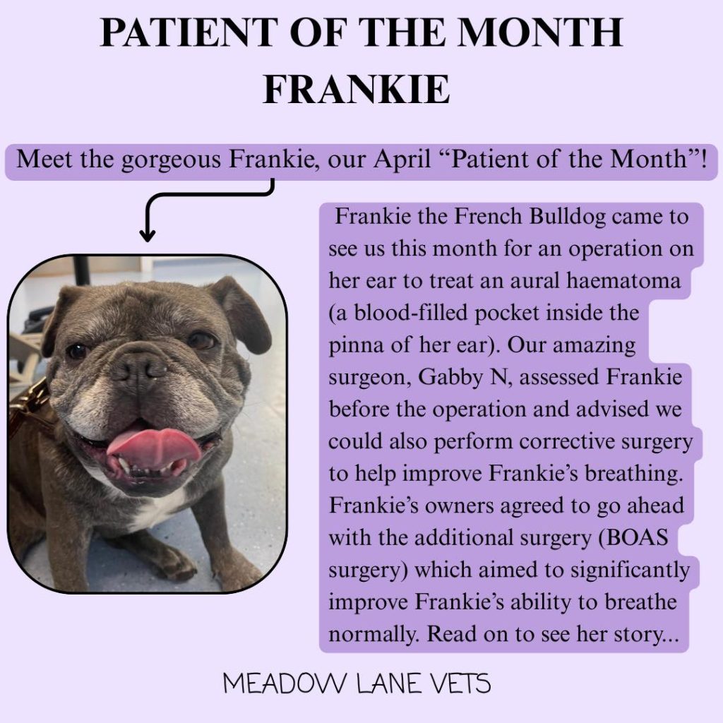 Patient of the Month - Frankie
Meet the gorgeous Frankie, our April "Patient of the Month"! Frankie the French Bulldog came to see us this month for an operation on her ear to treat an aural haematoma (a blood-filled pocket inside the pinnae of her ear). Our amazing surgeon, Gabby N, assessed Frankie before the operation and advised we could also perform corrective surgery to help improve Frankie's breathing. Frankie's owners agreed to go ahead with the additional surgery (BOAS surgery) which aimed to significantly improve Frankie's ability to breathe normally. Read on to see her story...
