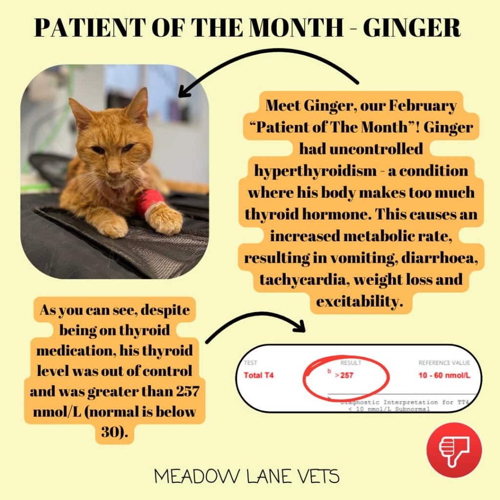 Patient of the Month - Ginger
Meet Ginger, our February "Patient of The Month"! Ginger had uncontrolled hyperthyroidism - a condition where his body makes too much thyroid hormone. This causes an increased metabolic rate, resulting in vomiting, diarrhoea, tachycardia, weight loss and excitability.
As you can see, despite being on thyroid medication, his thyroid level was out of control and was greater than 237nmol/L (normal is below 30).