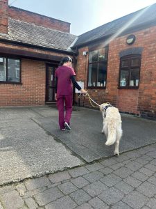 One of our Animal Care Assistants, Julie, walking a golden retriever after his surgery.