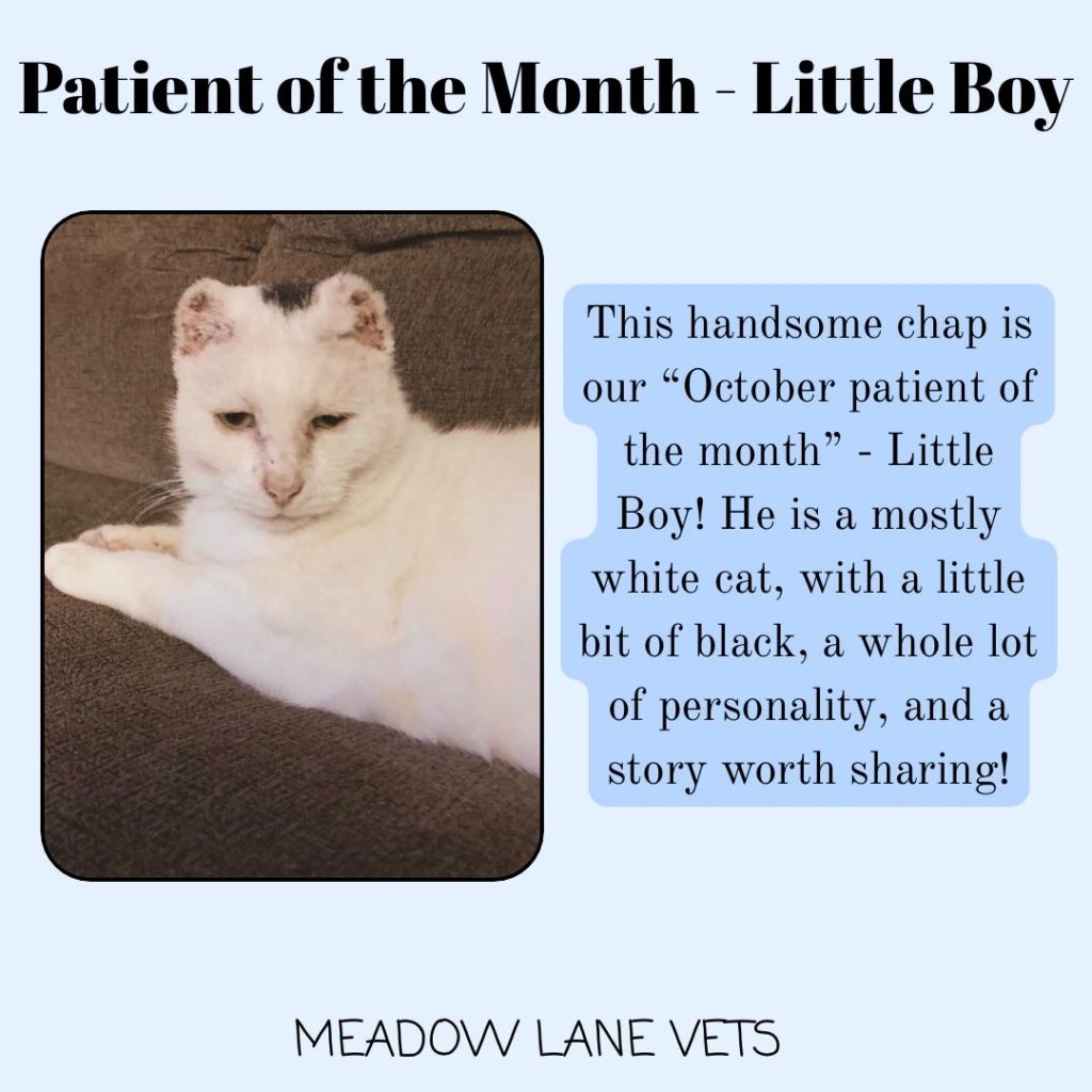 Patient of the Month - Little Boy
This handsome chap is our "October patient of the month" - Little Boy! He is a mostly white cat, with a little bit of black, a whole lot of personality, and a story worth sharing!