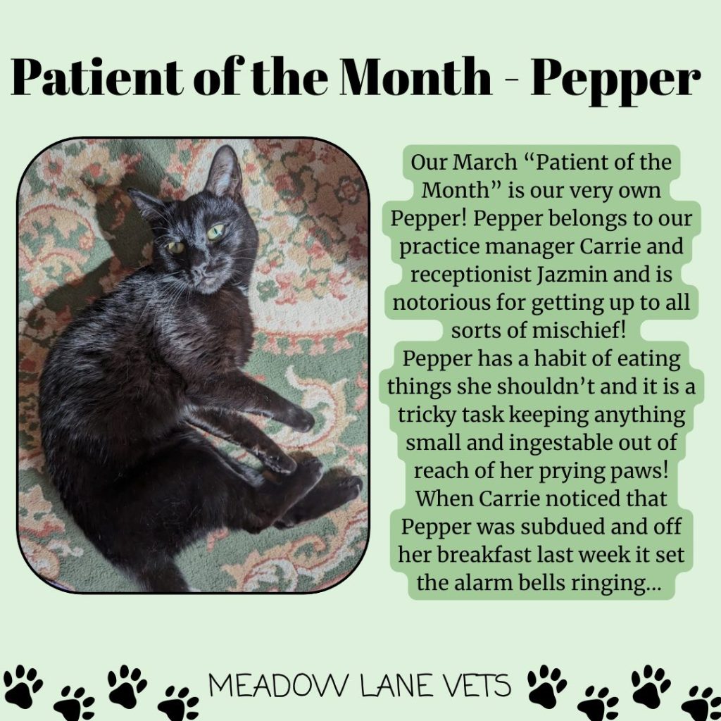 Patient of the Month - Pepper
Our March "Patient of the Month" is our very own Pepper! Pepper begons to our practice manager Carrie and receptionist Jazmin and is notorious for getting up to all sorts of mischief!
Pepper has a habit of eating things she shouldn't and iti s a tricky task keeping anything small and ingestable out of reach of her prying paws! When Carrie noticed that Pepper was subdued and off her breakfast last week it set the alarm bells ringing...