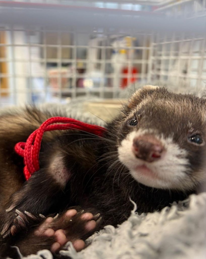 A polecat-coloured ferret with a red harness on curled up, recovering from anaesthesia.