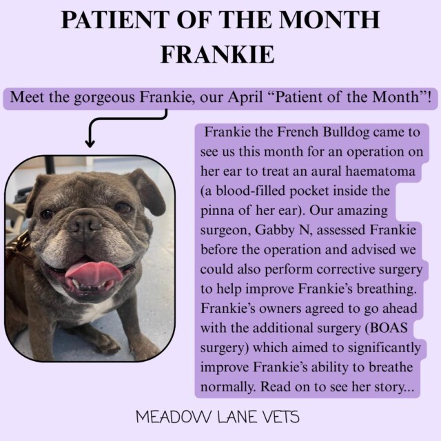Patient of the Month - Frankie Meet the gorgeous Frankie, our April "Patient of the Month"! Frankie the French Bulldog came to see us this month for an operation on her ear to treat an aural haematoma (a blood-filled pocket inside the pinnae of her ear). Our amazing surgeon, Gabby N, assessed Frankie before the operation and advised we could also perform corrective surgery to help improve Frankie's breathing. Frankie's owners agreed to go ahead with the additional surgery (BOAS surgery) which aimed to significantly improve Frankie's ability to breathe normally. Read on to see her story...