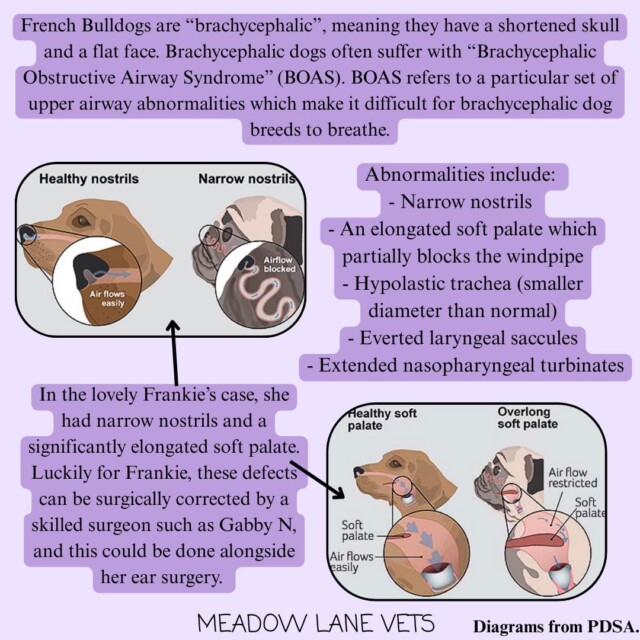 French Bulldogs are "brachycephalic", meaning they have a shortened skull and a flat face. Brachycephalic dogs often suffer with "Brachycephalic Obstructive Airway Syndrome" (BOAS). BOAS refers to a particular set of upper airway abnormalities which make it difficult for brachycephalic dog breeds to breathe. Abnormalities include: narrow nostrils, an elongated soft palate which partially blocks the windpipe, hypoplastic trachea (smaller diameter than normal), everted laryngeal saccules, extended nasopharyngeal turbinates. In the lovely Frankie's case, she had narrow nostrils and a significantly elongated soft palate. Luckily for Frankie, these defects can be surgically corrected by a skilled surgeon such as Gabby N, and this could be done alongside her ear surgery.