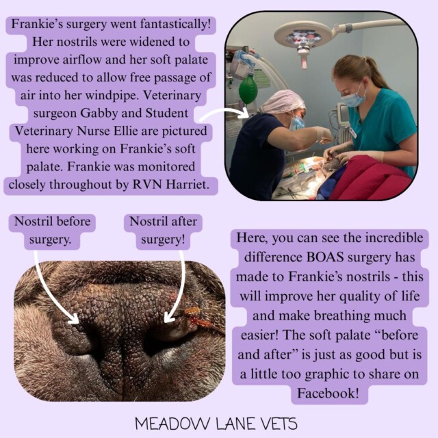 Frankie's surgery went fantastically! Her nostrils were widened to improve airflow and her soft palate was reduced to allow free passage of air into her windpipe. Veterinary surgeon Gabby and Student Veterinary Nurse Ellie are pictured here working on Frankie's soft palate. Frankie was monitored closely throughout by RVN Harriet. Here you can see the incredible difference BOAS surgery has made to Frankie's nostrils - this will improve her quality of life and make breathing much easier! The soft palate "before and after" is just as good but is a little too graphic to share on Facebook! An image shows Frankie's nostril before surgery (a narrow, stenotic nostril) and the other side after surgery (a widened, more open nostril).
