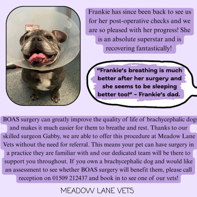 Frankie has since been back to see use for her post-operative checks and we are so pleased with her progress! She is an absolute superstar and is recovering fantastically! A speech bubble reads "Frankie's breathing is much better after her surgery and she seems to be sleeping better too!" - Frankie's dad. BOAS surgery can greatly improve the quality of life of brachycephalic dogs and makes it much easier for them to breathe and rest. Thanks to our skilled surgeon Gabby, we are able to offer this procedure at Meadow Lane Vets without the need for referral. This means your pet can have surgery in a practice they are familiar with and our dedicated team will be there to support you throughout. If you own a brachycephalic dog and would like an assessment to see whether BOAS surgery will benefit them, please call reception on 01509 212437 and book in to see one of our vets!