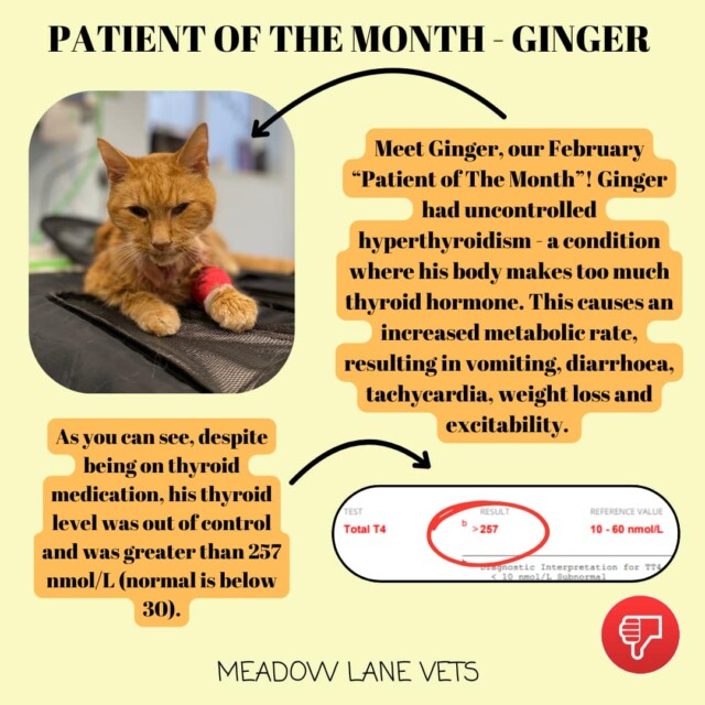 Patient of the Month - Ginger Meet Ginger, our February "Patient of The Month"! Ginger had uncontrolled hyperthyroidism - a condition where his body makes too much thyroid hormone. This causes an increased metabolic rate, resulting in vomiting, diarrhoea, tachycardia, weight loss and excitability. As you can see, despite being on thyroid medication, his thyroid level was out of control and was greater than 237nmol/L (normal is below 30).