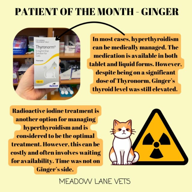 In most cases, hyperthyroidism can be medically managed. The medication is available in both tablet and liquid forms. However, despite being on a significant dose of Thyronorm, Ginger's thyroid level was still elevated. Radioactive iodine treatment is another option for managing hyperthyroidism and is considered to be the optimal treatment. However, this can be costly and often involves waiting for availability. Time was not on Ginger's side.