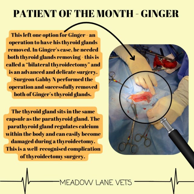 This left one option for Ginger - an operation to have his thyroid glands removed. In Ginger's case, he needed both thyroid glands removing - this is called a "bilateral thyroidectomy" and is an advanced and delicate surgery. Surgeon Gabby N performed the operation and successfully removed both of Ginger's thyroid glands. The thyroid gland sits in the same capsule as the parathyroid gland. The parathyroid gland regulates calcium within the body and can easily become damaged during a thyroidectomy. This is a well-recognised complication of thyroidectomy surgery.