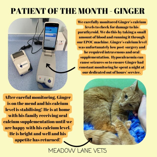 We carefully monitored Ginger's calcium levels to check for damage to his parathyroid. We do this by taking a small amount of blood and running it through our EPOC machine. Ginger's calcium level was unfortunately low post-surgery and he required intravenous and oral supplementation. Hypocalcaemia can cause seizures so to ensure Ginger had constant monitoring he spent a night at our dedicated out of hours' service. After careful monitoring, Ginger is on the mend and his calcium level is stabilising. He is at home with his family receiving oral calcium supplementation until we are happy with his calcium level. He is bright and well and his appetite has returned!