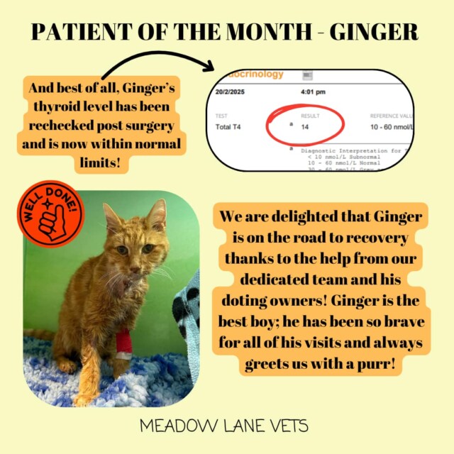 And best of all, Ginger's thyroid level has been rechecked post-surgery and is now within normal limits! We are delighted that Ginger is on the road to recovery thanks to the help from our dedicated team and his doting owners! Ginger is the best boy; he has been so brave for all of his visits and always greets us with a purr!