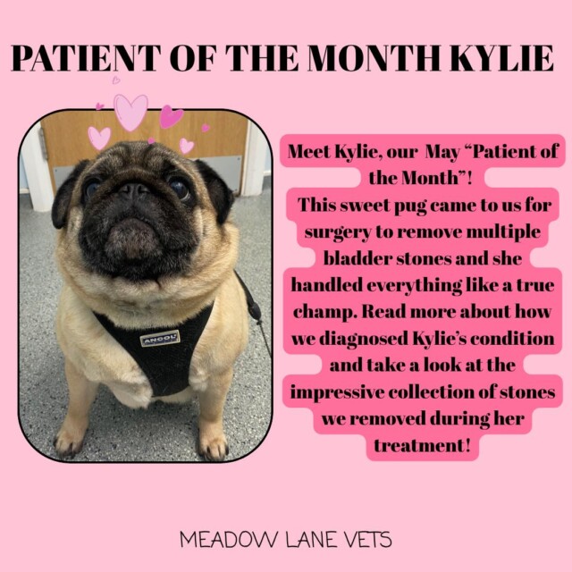 Patient of the Month - Kylie Meet Kylie, our May "Patient of the Month"! This sweet pug came to us for surgery to remove multiple bladder stones and she handled everything like a true champ. Read more about how we diagnosed Kylie's condition and take a look at the impressive collection of stones we removed during her treatment!