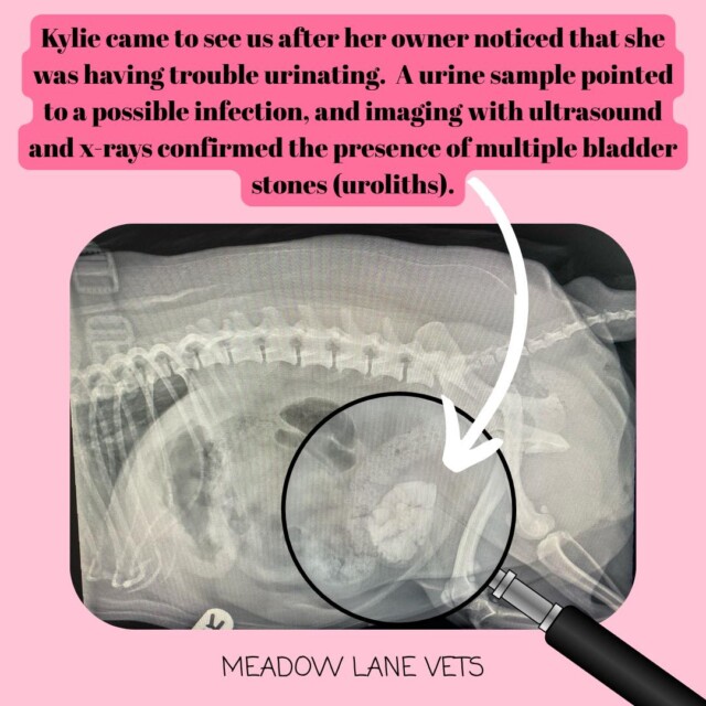 Kylie came to see us after her owner noticed that she was having trouble urinating. A urine sample pointed to a possible infection, and imaging with ultrasound and x-rays confirmed the presence of multiple bladder stones (uroliths).