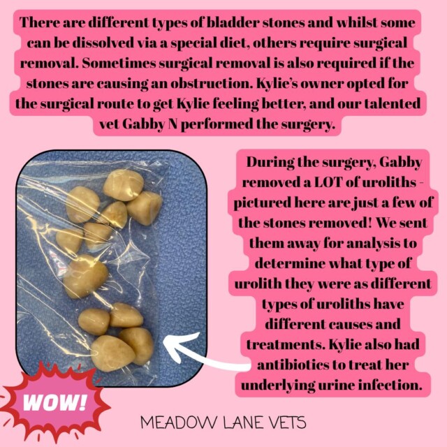 There are different types of bladder stones and whilst some can be dissolved via a special diet, others require surgical removal. Sometimes surgical removal is also required if the stones are causing an obstruction. Kylie's owners opted for the surgical route to get Kylie feeling better, and our talented vet Gabby N performed the surgery. During the surgery, Gabby removed a LOT of uroliths - pictured here are just a few of the stones removed! We sent them away for analysis to determine what type of uroliths they were as different uroliths have different causes and treatments. Kylie also had antibiotics to treat her underlying urine infection. The image shows eleven differently sized beige stones, which are the uroliths.