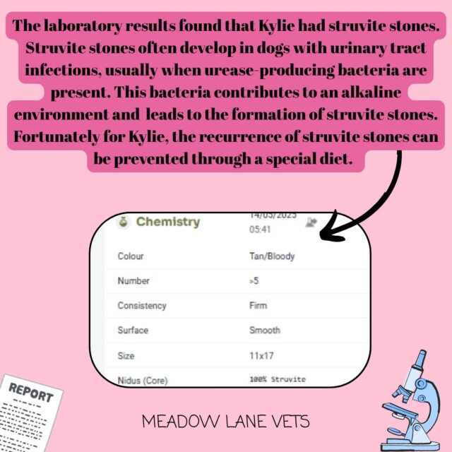 The laboratory results found that Kylie had struvite stones. Struvite stones often develop in dogs with urinary tract infections, usually when urease-producing bacteria are present. This bacteria contributes to an alkaline environment and leads to the formation of struvite stones. Fortunately for Kylie, the recurrence of struvite stones can be prevented through a special diet.