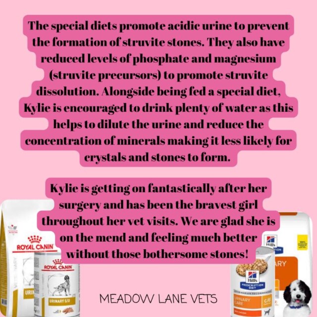 The special diets promote acidic urine to prevent the formation of struvite stones. They also have reduced levels of phosphate and magnesium (struvite precusors) to promote struvite dissolution. Alongside being fed a special diet, Kylie is encouraged to drink plenty of water as this helps to dilute the urine and reduce the concentration of minerals making it less likely for crystals and stones to form. Kylie is getting on fantastically after her surgery and has been the bravest girl throughout her vet visits. We are glad she is on the mend and feeling much better without those bothersome stones.