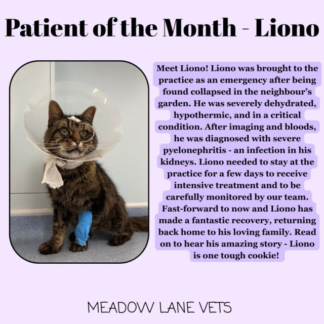 Patient of the Month - Liono Meet Liono! Liono was brought to the practice as an emergency after being found collapsed in the neighbour's garden. He was severely dehydrated, hypothermic, and in a critical condition. After imaging and bloods, he was diagnosed with severe pyelonephritis - an infection in his kidneys. Liono needed to stay at the practice for a few days to receive intensive treatment and to be carefully monitored by our team. Fast-forward to now and Liono has made a fantastic recovery, returning back home to his loving family. Read on to hear his amazing story - Liono is one tough cookie!