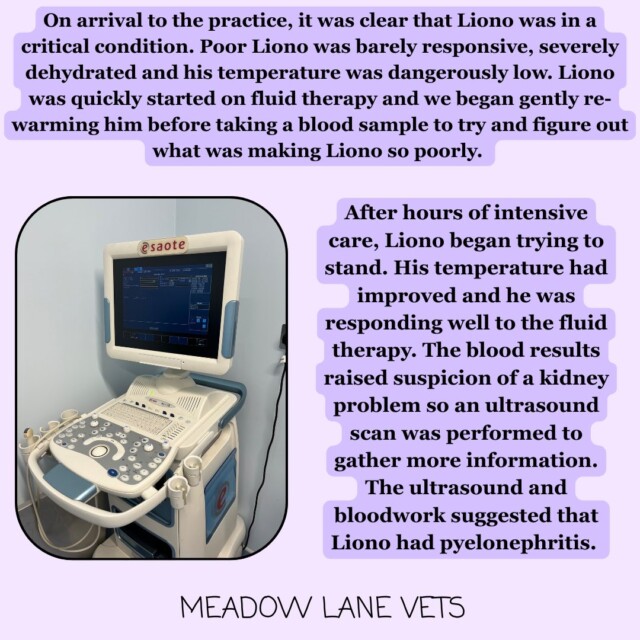On arrival to the practice, it was clear that Liono was in a critical condition. Poor Liono was barely responsive, severely dehydrated and his temperature was dangerously low. Liono was quickly started on fluid therapy and we began gently re-warming him before taking a blood sample to try and figure out what was making Liono so poorly. After hours of intensive care, Liono began trying to stand. His temperature had improved and he was responding well to the fluid therapy. The blood results raised suspicion of a kidney problem so an ultrasound scan was performed to gather more information. The ultrasound and bloodwork suggested that Liono had pyelonephritis.