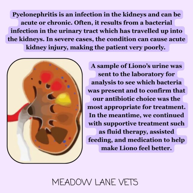 Pyelonephritis is an infection in the kidneys and can be acute or chronic. Often, it results from a bacterial infection in the urinary tract which has travelled up into the kidneys. In severe cases, the condition can cause acute kidney injury, making the patient very poorly. A sample of Liono's urine was sent to the laboratory for analysis to see which bacteria was present and to confirm that our antibiotic choice was the most appropriate for treatment. In the meantime, we continued with supportive treatment such as fluid therapy, assisted feeding, and medication to help make Liono feel better.