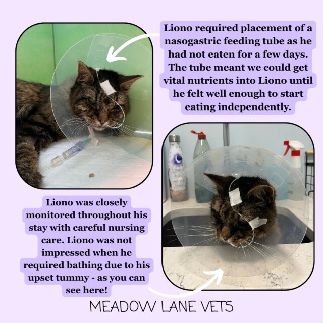 Liono required placement of a nasogastric feeding tube as he had not eaten for a few days. The tube meant we could get vital nutrients into Liono until he felt well enough to start eating independently. Liono was closely monitored throughout his stay with careful nursing care. Liono was not impressed when he required bathing due to his upset tummy - as you can see here! An image shows Liono, a tabby cat, wearing a transparent Buster collar with a nasogastric tube present.