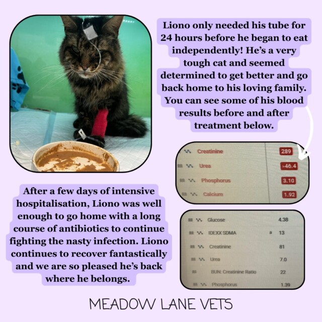Liono only needed his tube for 24 hours before he began to eat independently! He's a very tough cat and seemed determined to get better and go back home to his loving family. You can see some of his blood results before and after treatment below. After a few days of intensive hospitalisation, Liono was well enough to go home with a long course of antibiotics to continue fighting the nasty infection. Liono continues to recover fantastically and we are so pleased he's back where he belongs.