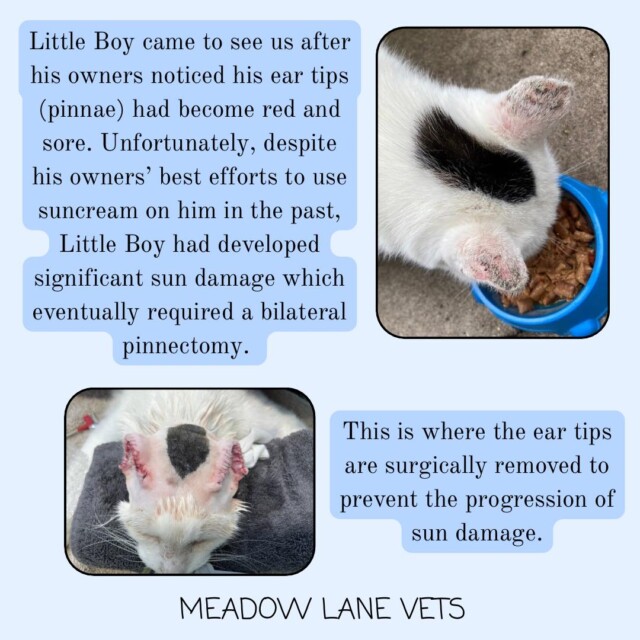 Little Boy came to see us after his owners noticed his ear tips (pinnae) had become red and sore. Unfortunately, despite his owners' best efforts to use suncream on him in the past, Little Boy had developed significant sun damage which eventually required a bilateral pinnectomy. This is where the ear tips are surgically removed to prevent the progression of sun damage.