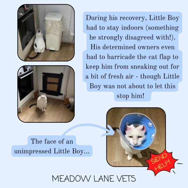 During his recovery, Little Boy had to stay indoors (something he strongly disagreed with!). His determined owners even had to barricade the cat flap to keep him from sneaking out for a bit of fresh air - though Little Boy was not about to let this stop him! The face of an unimpressed Little Boy... The image shows Little Boy, a cat, wearing a paw-print patterned Buster collar.