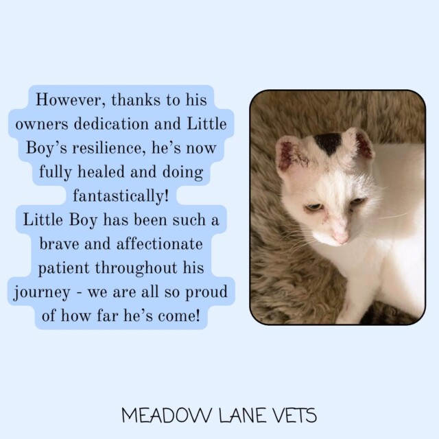 However, thanks to his owners' dedication and Little Boy's resilience, he's now fully healed and doing fantastically! Little Boy has been such a brave and affectionate patient patient throughout his journey - we are all so proud of how far he's come!