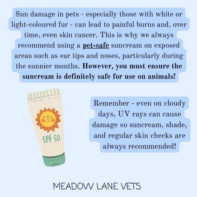 Sun damage in pets - especially those with white or light-coloured fur - can lead to painful burns and, over time, even skin cancer. This is why we always recommend using a pet-safe suncream on exposed areas such as ear tips and noses, particularly during the sunnier months. However, you must ensure the suncream is definitely safe for use on animals! Remember - even on cloudy days, UV rays can cause damage so suncream, shade, and regular skin checks are always recommended.