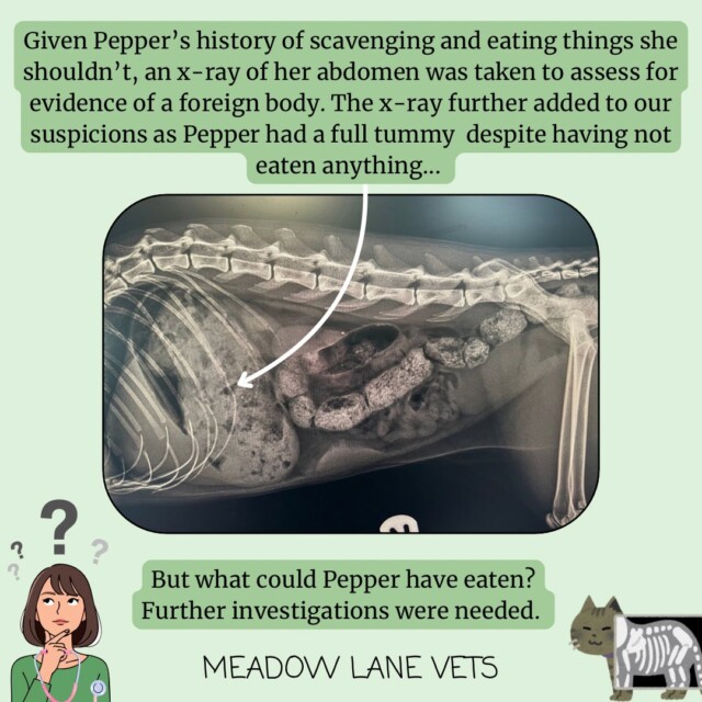 Given Pepper's history of scavenging and eating things she shouldn't, an x-ray of her abdomen was taken to assess for evidence of a foreign body. The x-ray further added to our suspicions as pepper had a full tummy despite having not eaten anything... But what could Pepper have eaten? Further investigations were needed.