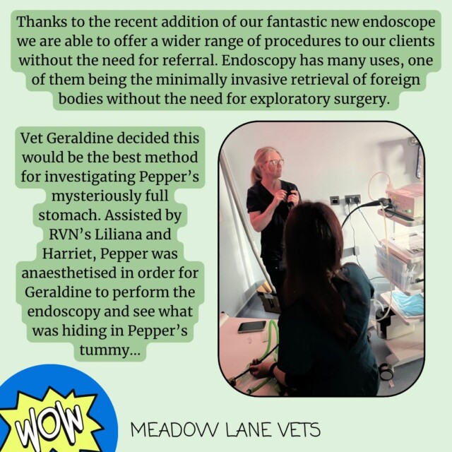 Thanks to the recent addition of our fantastic new endoscope we are able to offer a wider range of procedures to our clients without the need for referral. Endoscopy has many uses, one of them being the minimally invasive retrieval of foreign bodies without the need for exploratory surgery. Vet Geraldine decided this would be the best method for investigating Pepper's mysteriously full stomach. Assisted by RVNs Liliana and Harriet, Pepper was anaesthetised in order for Geraldine to perform the endoscopy and see what was hiding in Pepper's tummy...