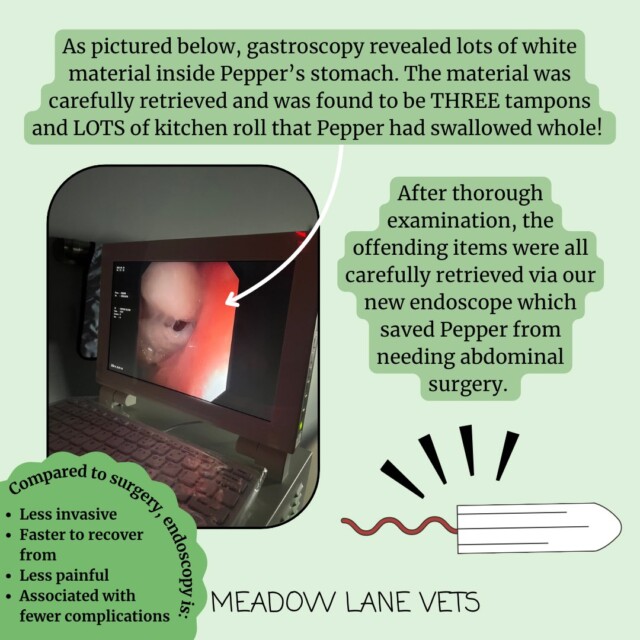 As pictured below, gastroscopy revealed lots of white material inside Pepper's stomach. The material was carefully retrieved and as found to be THREE tampons and LOTS of kitchen roll that Pepper had swallowed whole! An image shows the endoscope screen, showing the white material in Pepper's stomach. After thorough examination, the offending items were all carefully retrieved via our new endoscope which saved Pepper from needing abdominal surgery. Compared to surgery, endoscopy is: Less invasive, faster to recover from, less painful, associated with fewer complications.