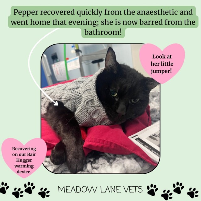Pepper recovered quickly from the anaesthetic and went home that evening; she is now barred from the bathroom! An image shows Pepper in a knitted grey woolen jumper lying on a red fabric Bair Hugger. Two love hearts surround the image, reading "Look at her little jumper!" and "Recovering on our Bair Hugger warming device."