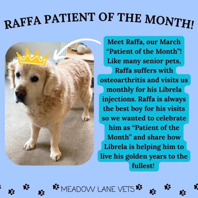 Raffa Patient of the Month! Meet Raffa, our March "Patient of the Month"! Like many senior pets, Raffa suffers with osteoarthritis and visits us monthly for his Librela injections. Raffa is always the best boy for his visits so we wanted to celebrate him as "Patient of the Month" and share how Librela is helping him to live his golden years to the fullest!