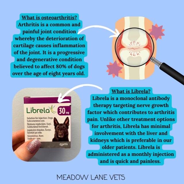 What is osteoarthritis? Arthritis is a common and painful joint condition whereby the deterioration of cartilage causes inflammation of the joint. It is a progressive and degenerative condition believed to affect 80% of dogs over the age of eight years old. What is Librela? Librela is a monoclonal antibody therapy targeting nerve growth factor which contributes to arthritis pain. Unlike other treatment options for arthritis, Librela has minimal involvement with the liver and kidneys which is preferable in our older patients. Librela is administered as a monthly injection and is quick and painless.