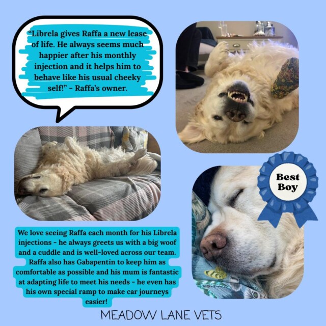 A speech bubble says "Librela gives Raffa a new lease of life. He always seems much happier after his monthly injection and it helps him to behave like his usual cheeky self!" - Raffa's owner. We love seeing Raffa each month for his Librela injections - he always greets us with a big woof and a cuddle and is well-loved across our team. Raffa also has Gabapentin to keep him as comfortable as possible and his mum is fantastic at adapting life to meet his needs - he even has his own special ramp to make car journeys easier!